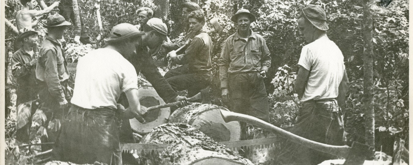 group of men cutting up a tree