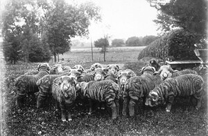 Merino sheep in a pasture