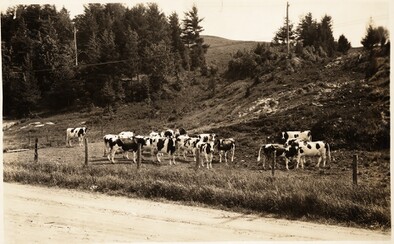 cows in field by road