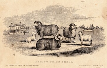 illustration of merino sheep standing in field