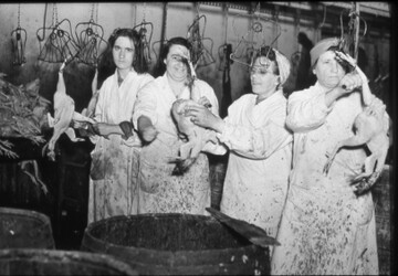 four women plucking chickens