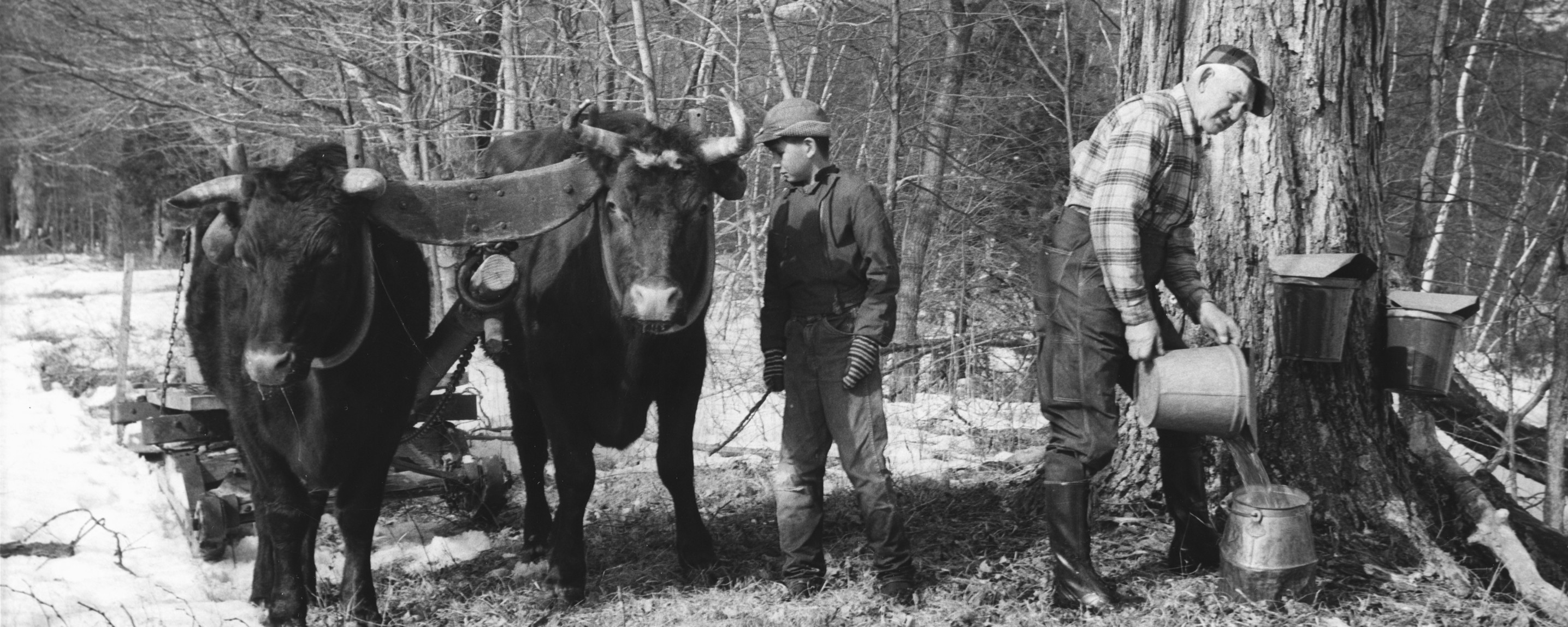 man and boy sugaring with team of oxen